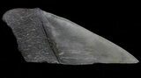 Fossil Megalodon Tooth Paper Weight #66210-1